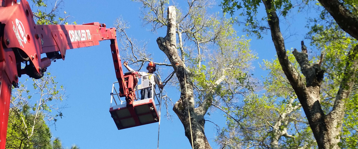 tree services Pensacola, FL